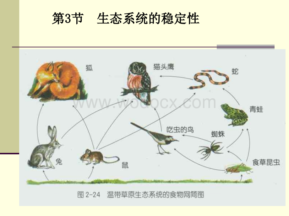 九年级科学生态系统的稳定性1.ppt_第2页