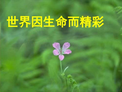 粤教版七年级政治生命宝贵.ppt