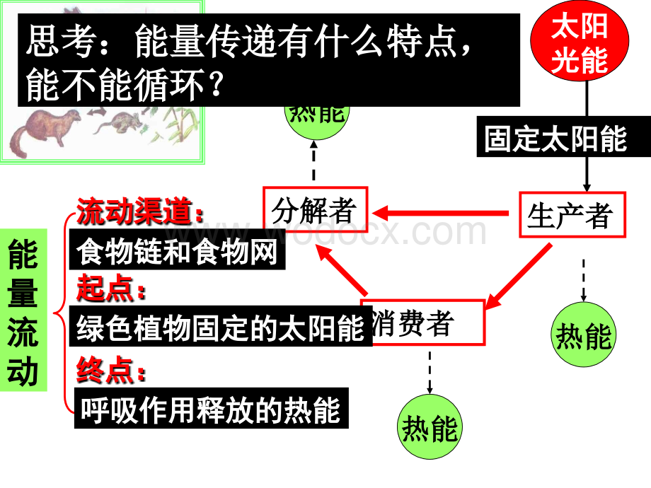 九年级科学生态系统4.ppt_第3页