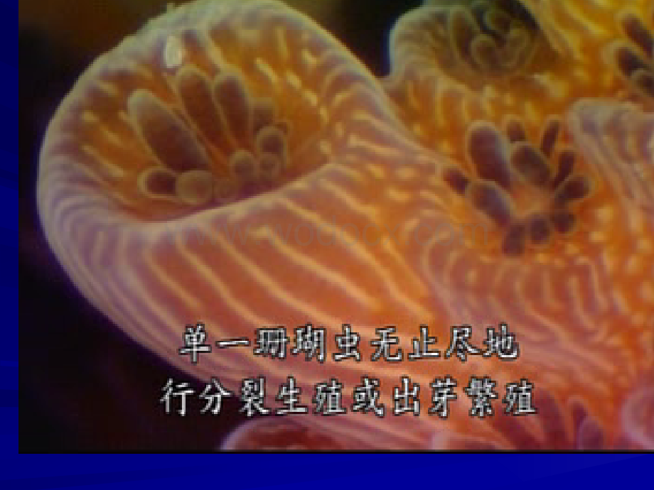 苏教版八年级生物生物的无性生殖.ppt_第2页