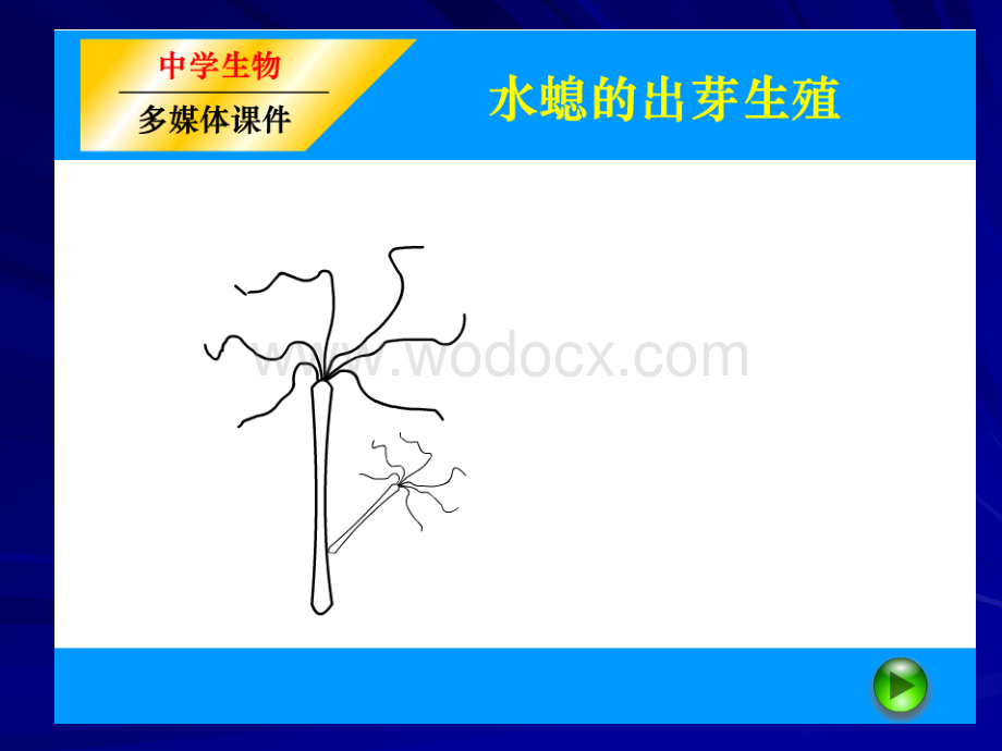 苏教版八年级生物生物的无性生殖.ppt_第3页