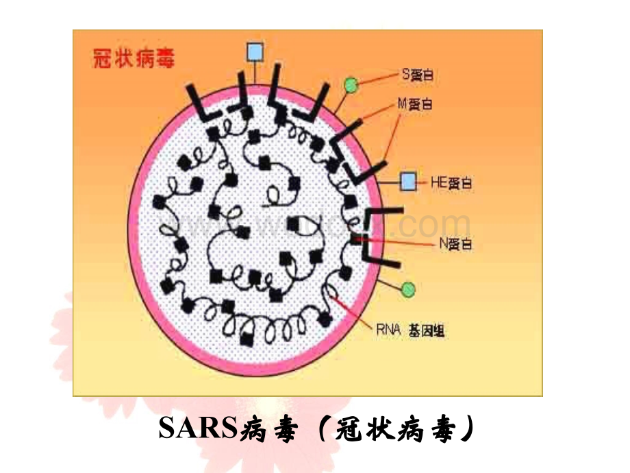 苏教版八年级生物神奇的微生物.ppt_第2页