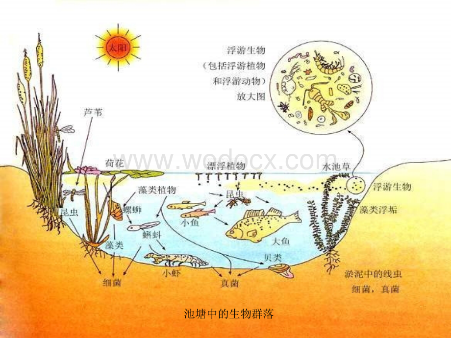 九年级科学生物群落.ppt_第2页