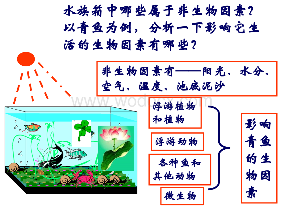 九年级科学生态系统2.ppt_第2页