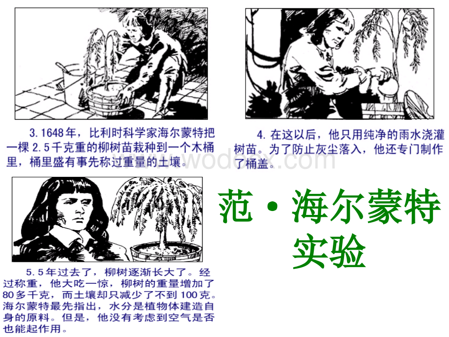 苏教版初一生物光合作用.ppt_第3页