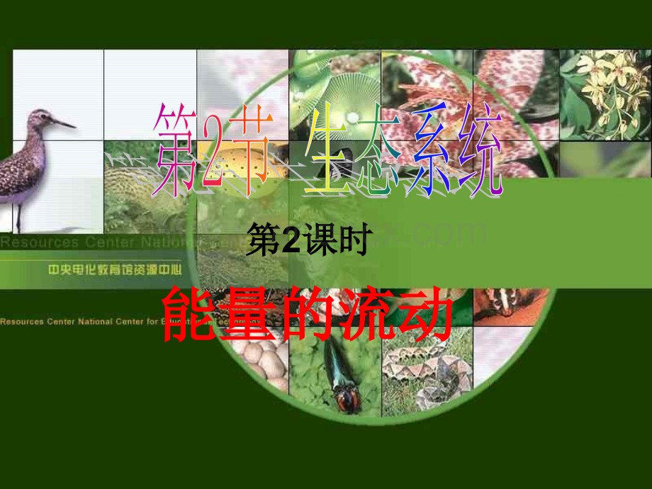 九年级科学生态系统7.ppt_第1页