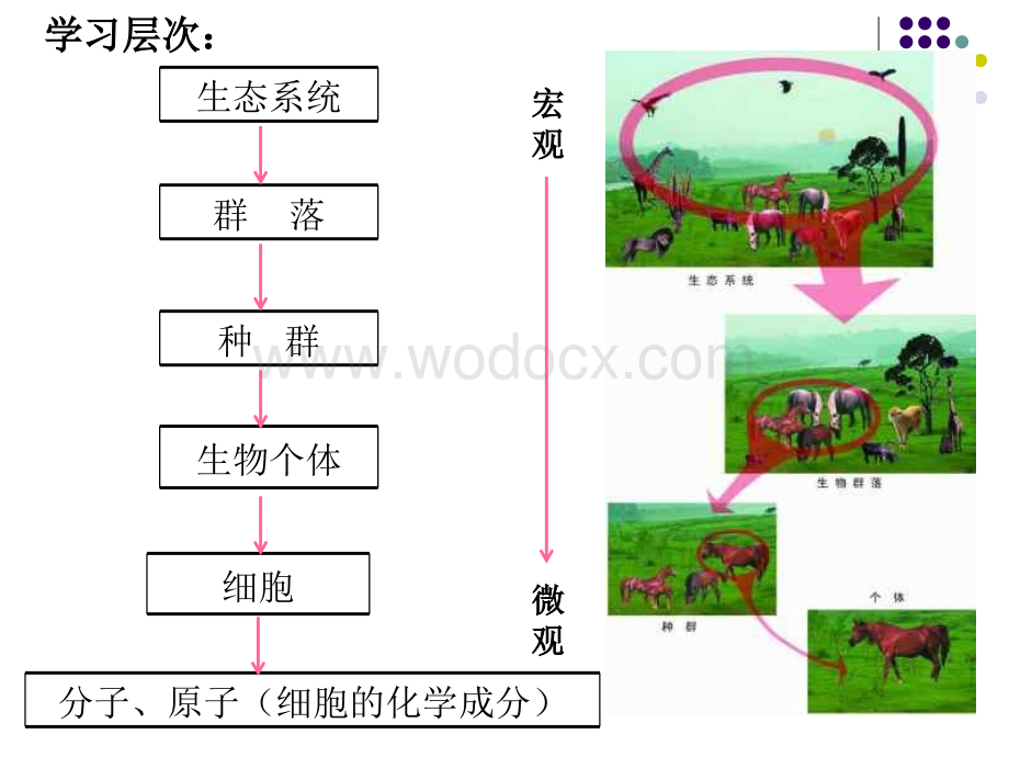 九年级科学生态系统7.ppt_第2页