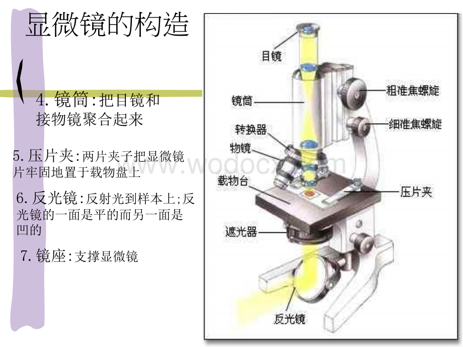 九年级科学显微镜的构造和使用方法.ppt_第2页