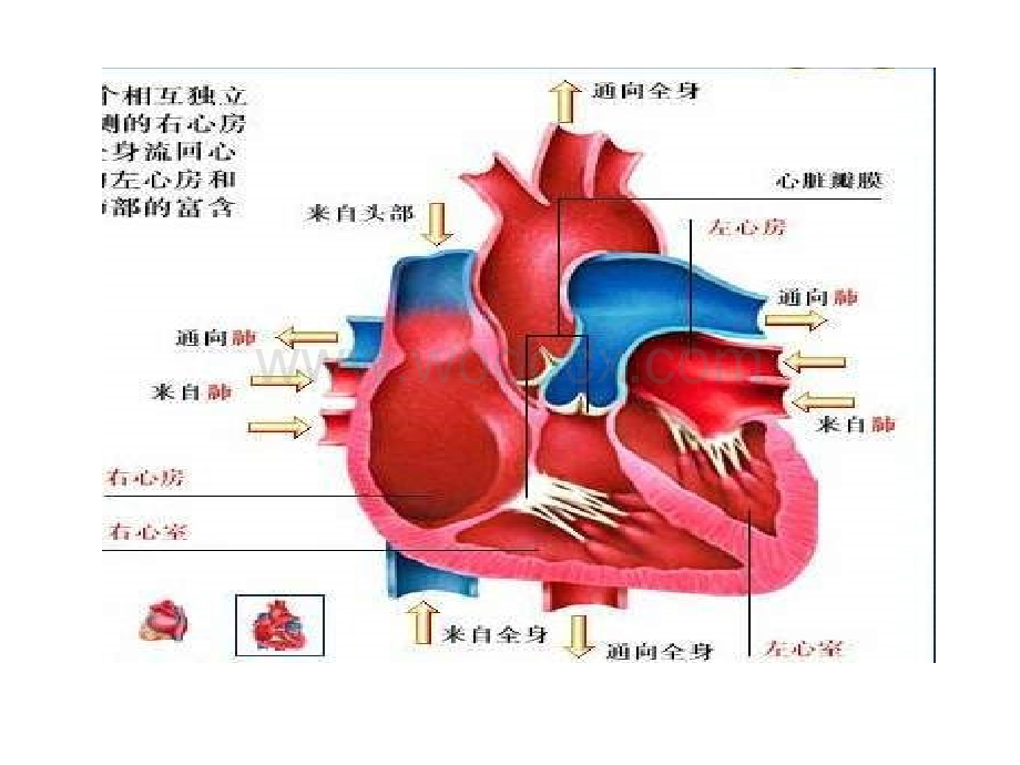 冀教版七年级下《血液循环途径》.ppt_第3页