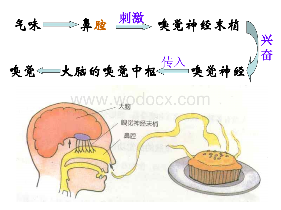 七年级科学上册第一章复习课件.ppt_第3页