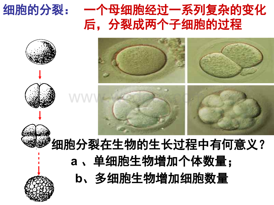 七年级科学细胞5.ppt_第3页