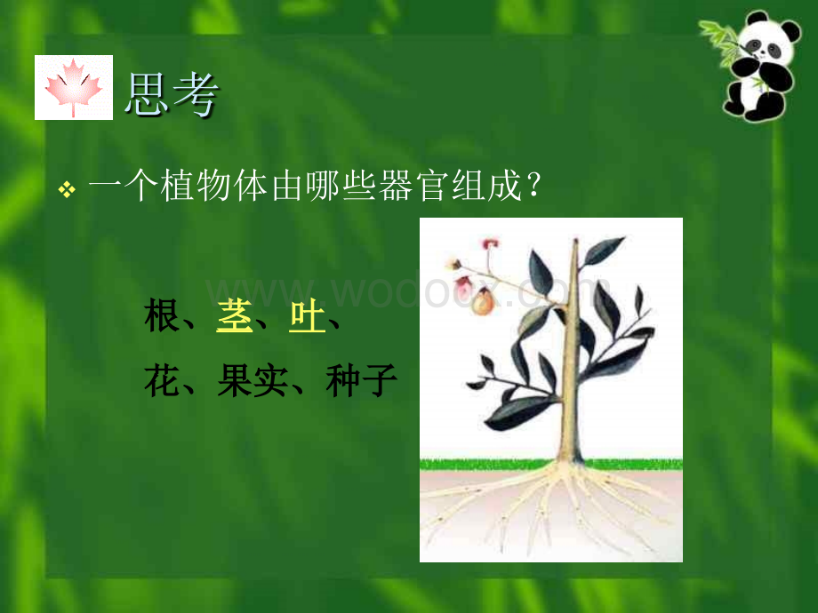 七年级科学植物世界.ppt_第2页