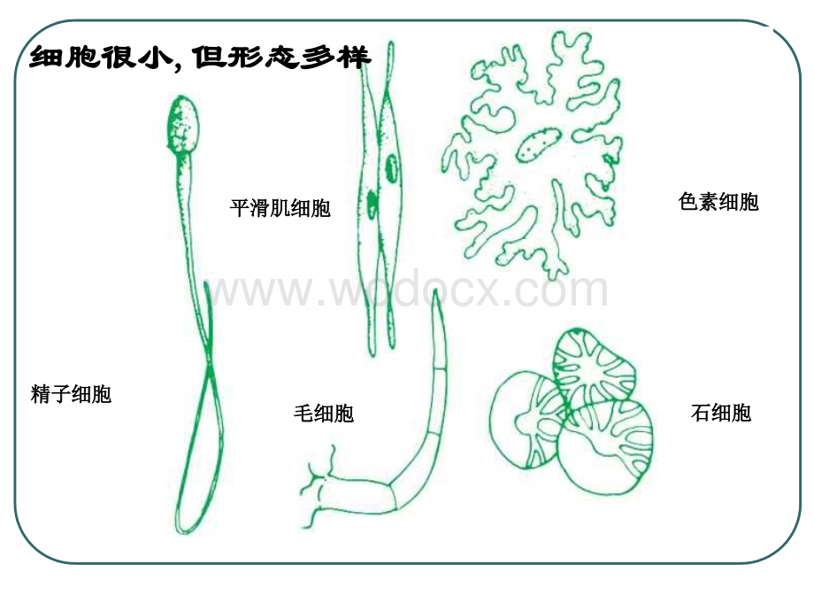 七年级科学细胞6.ppt_第2页