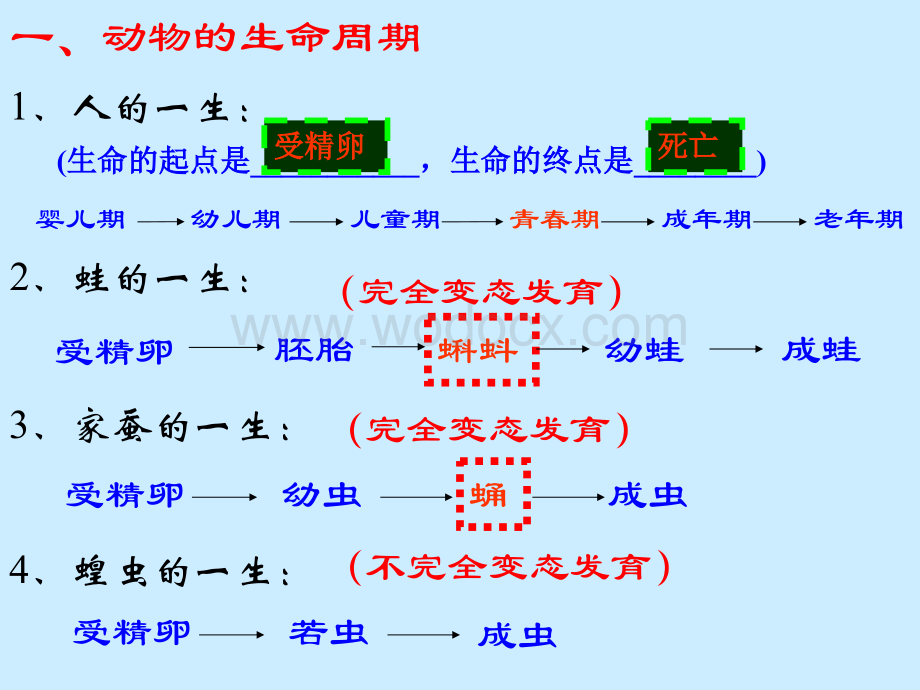 七年级科学代代相传的生命.ppt_第2页