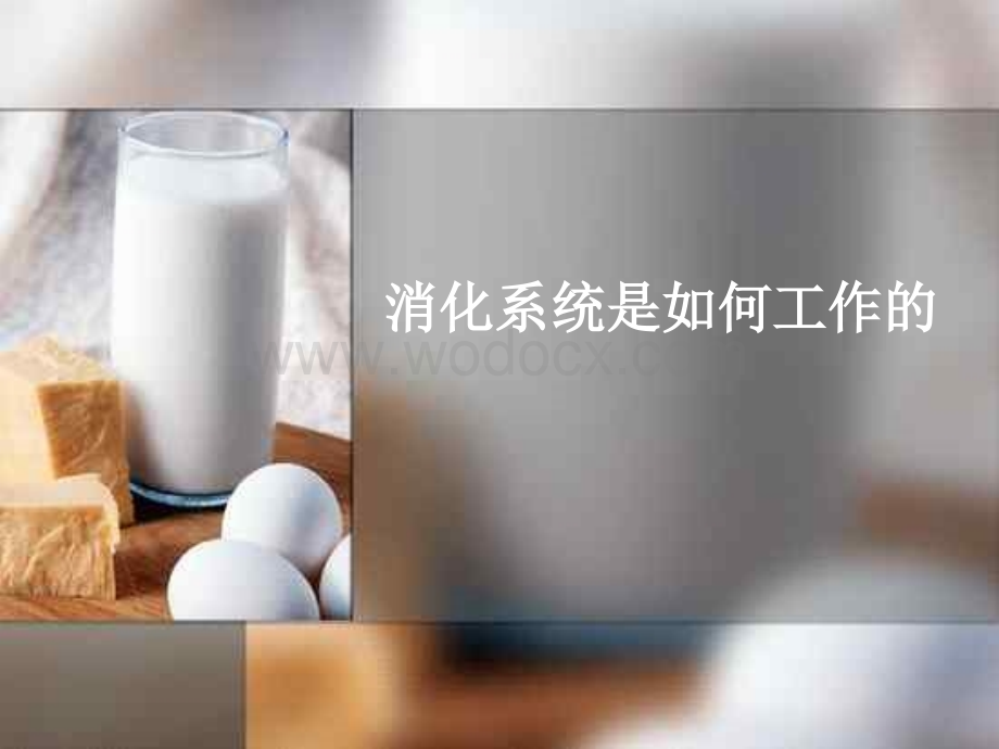 七年级科学消化系统.ppt_第1页