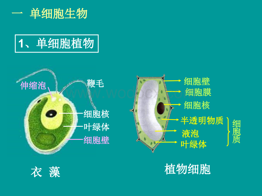 七年级科学显微镜下的生物2.ppt_第2页