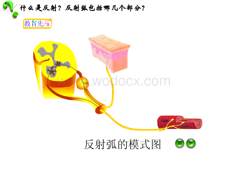 冀教版七年级下《非条件反射与条件反射》.ppt_第2页