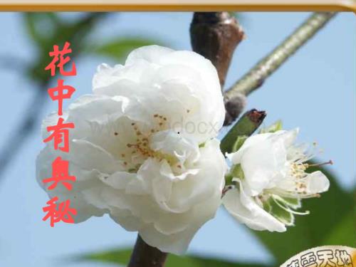 七年级科学花中有奥秘2.ppt