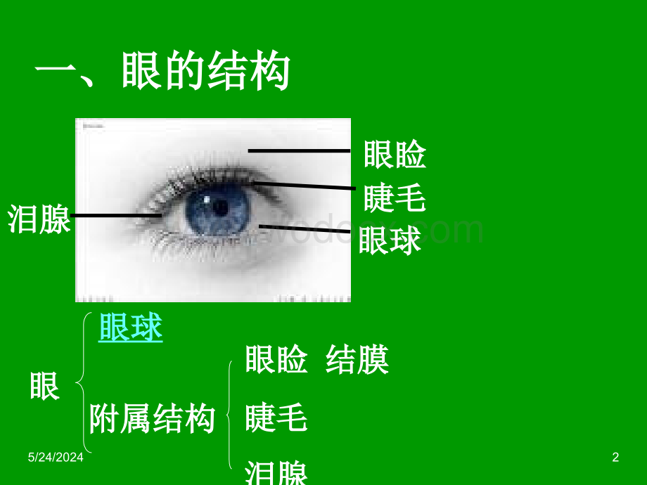 七年级科学眼和视觉3.ppt_第2页