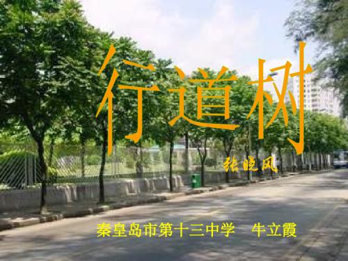 鲁教版六年级下册《行道树》PPT课件1.ppt