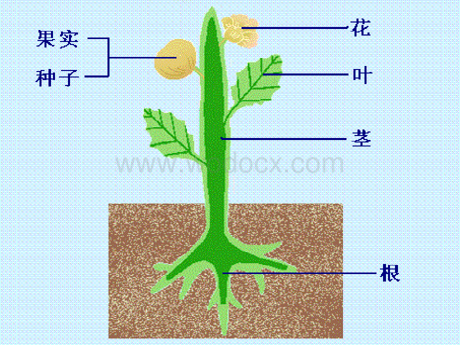 七年级科学花的结构.ppt_第2页