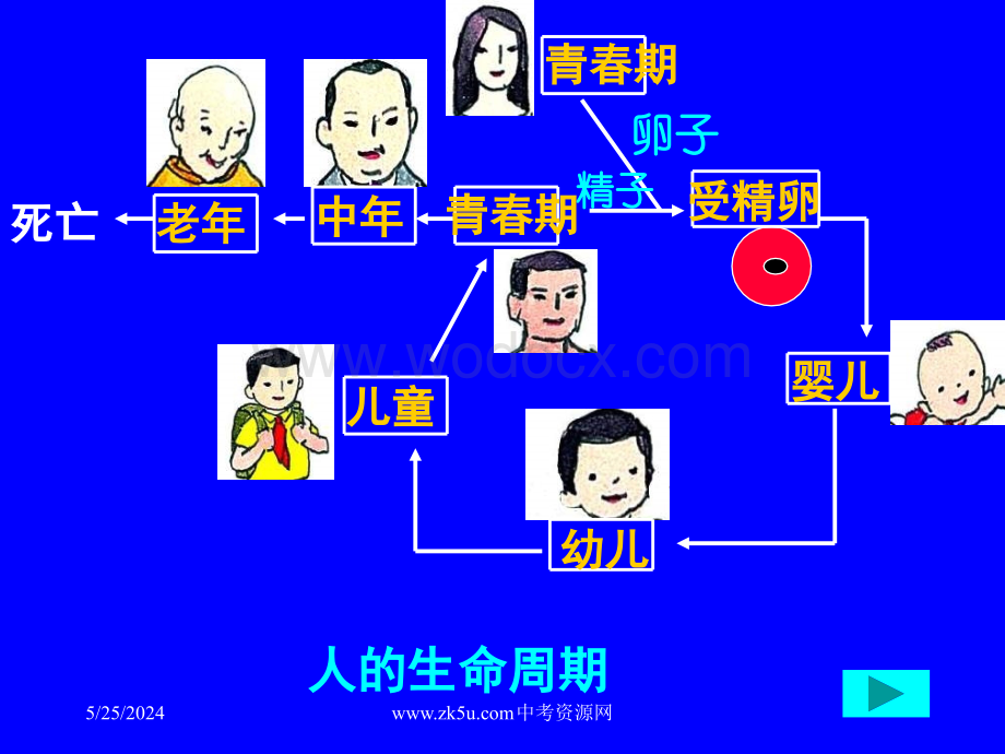 七年级科学代代相传的生命2.ppt_第2页