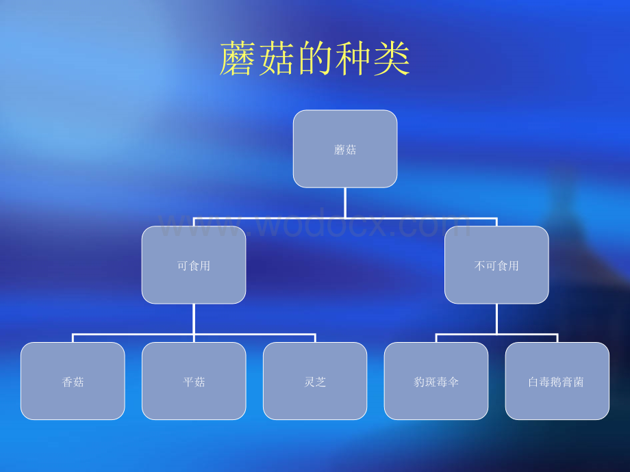 鲁教版七年级生物观察蘑菇.ppt_第2页