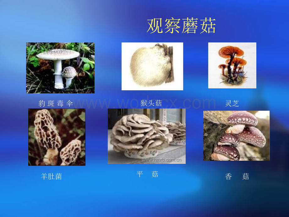 鲁教版七年级生物观察蘑菇.ppt_第3页