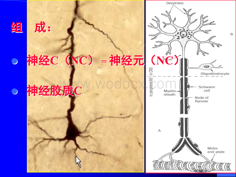 神经组织教学课件.ppt_第2页