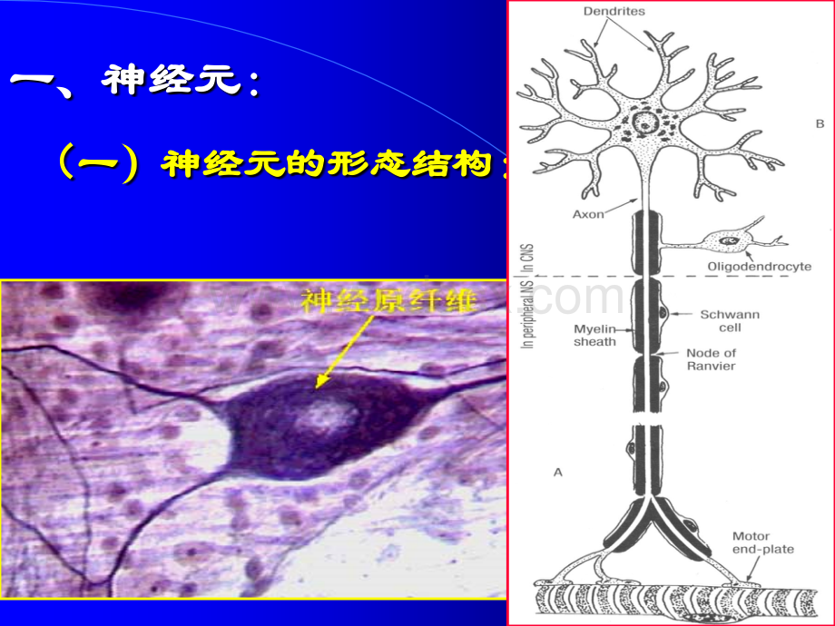 神经组织教学课件.ppt_第3页