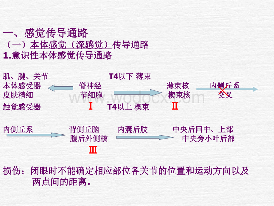 神经系统的传导通路.ppt_第3页