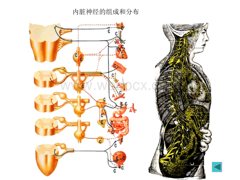 第四章 内脏神经系统.ppt_第3页