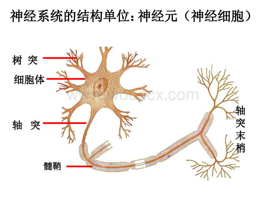 通过神经系统的调节.ppt_第3页