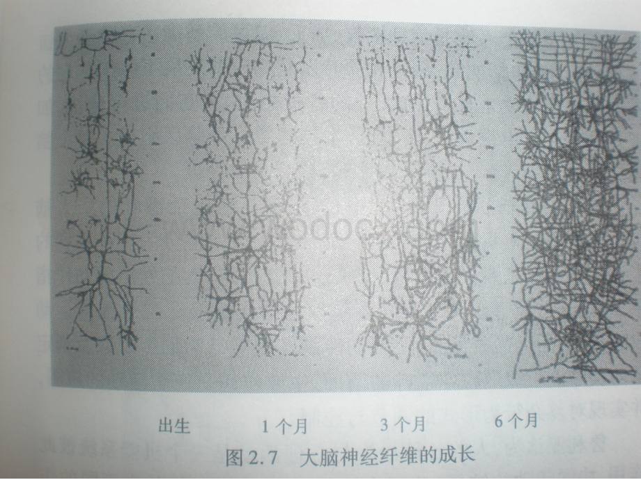 婴儿心理发展.ppt_第3页