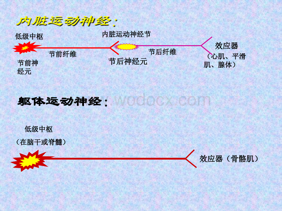 内脏神经系统.ppt_第3页