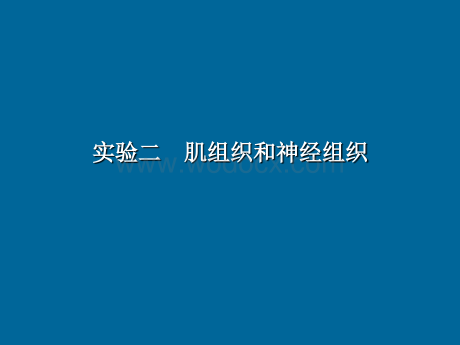 实验2 肌和神经组织教学课件.ppt_第1页