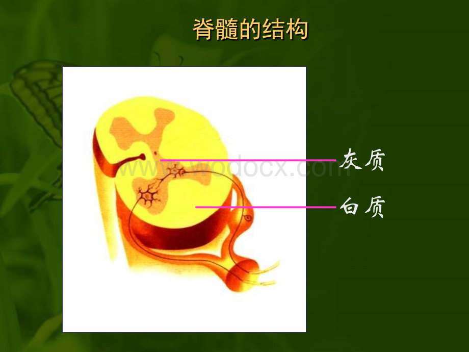 脑和脑神经.ppt_第3页