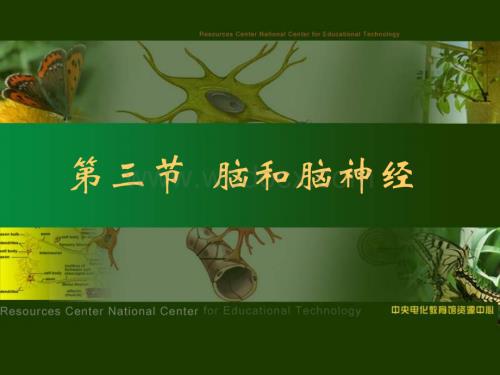 脑和脑神经.ppt