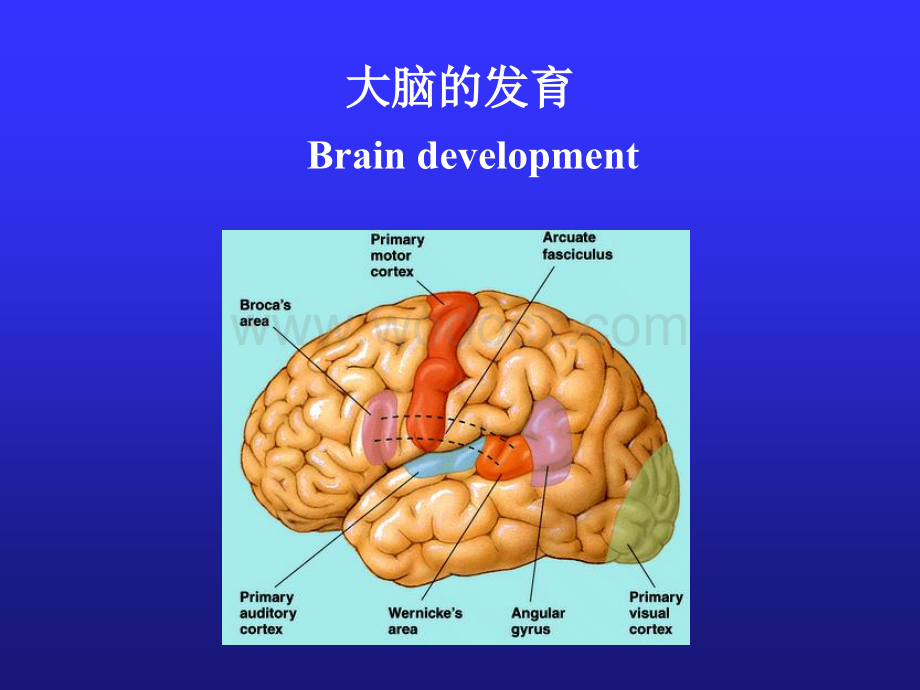 儿童神经心理发育.ppt_第2页