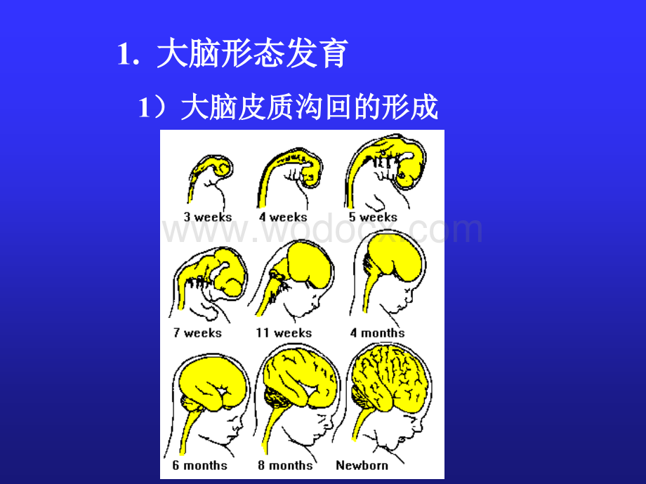 儿童神经心理发育.ppt_第3页