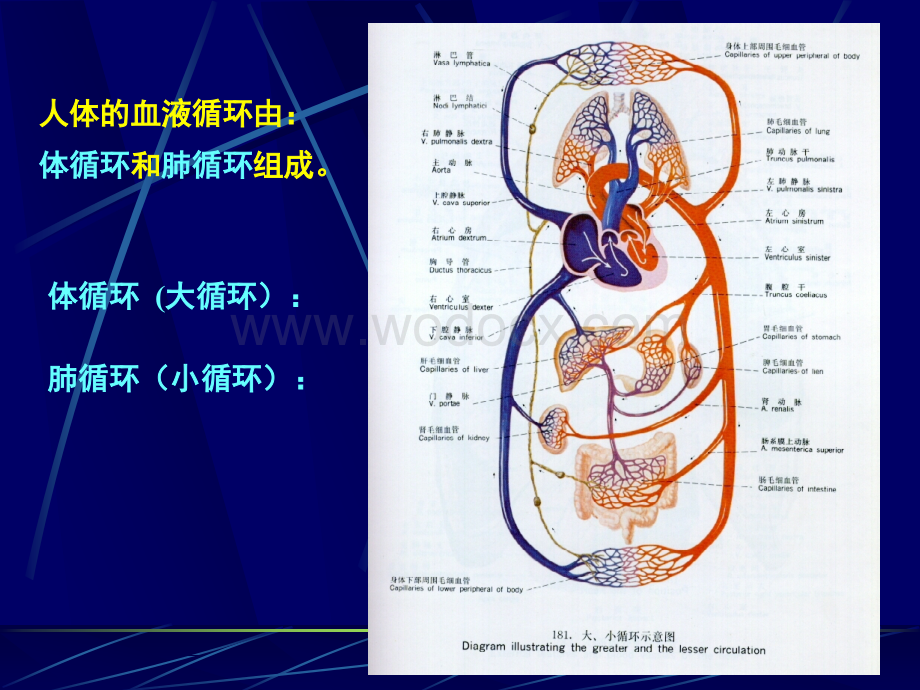 生理学课件第四章血液循环第三节血管生理.ppt_第2页