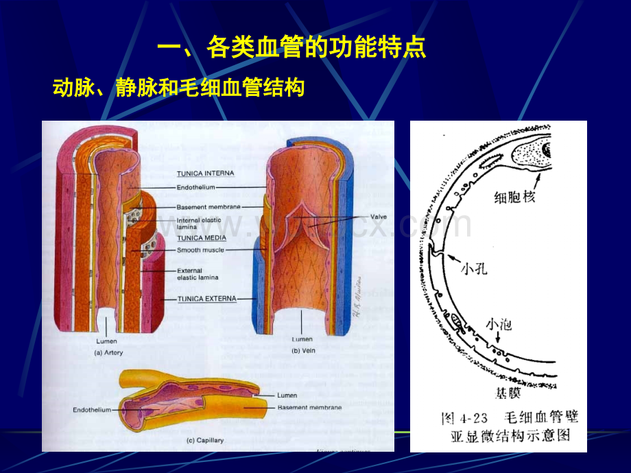 生理学课件第四章血液循环第三节血管生理.ppt_第3页