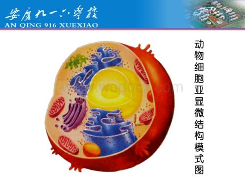 动物细胞亚显微结构模式图.ppt
