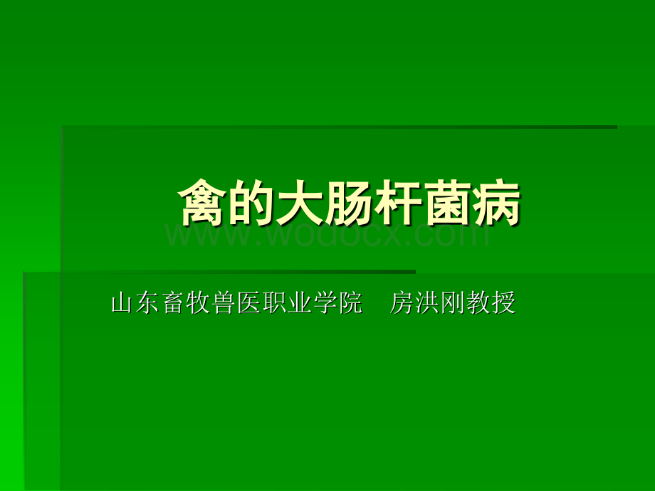 禽的大肠杆菌病.ppt_第1页